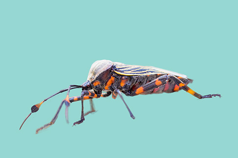 Chagas carrier/host