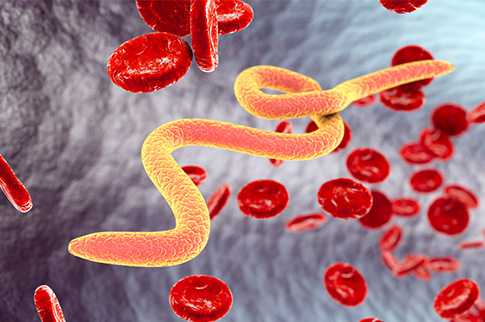 Oncho pathogen