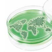 Petri dish with biological populations in continents shape inside (photo) Petri dish with biological populations in continents shape inside (photo)