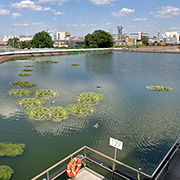 Wasserschutz | Seerosen zeugen von guter Wasserqualit&auml;t im Sch&ouml;nungsteich unserer Kl&auml;ranlage in Deutschland. (Foto)