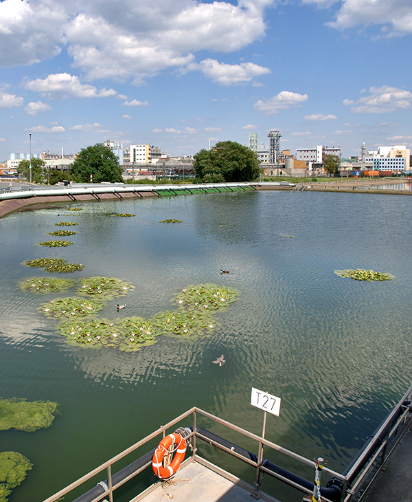 Wasserschutz | Seerosen zeugen von guter Wasserqualit&auml;t im Sch&ouml;nungsteich unserer Kl&auml;ranlage in Deutschland. (Foto)