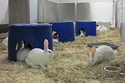 Animal testing | We promote the 3R principle of animal welfare: Reduction, Refinement, Replacement. (Picture)