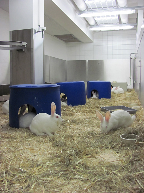 Animal testing | We promote the 3R principle of animal welfare: Reduction, Refinement, Replacement. (Picture)