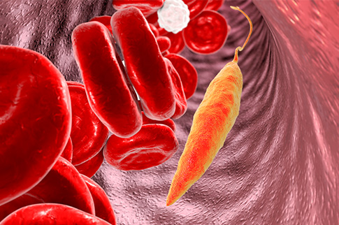 Leishm pathogen