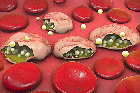 Malaria pathogen
